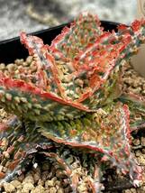 Aloe hybrid ⑥ アロエ ハイブリッド 実生 多肉植物 _画像4