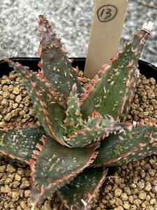 Aloe hybrid 13 アロエ ハイブリッド 実生 多肉植物 