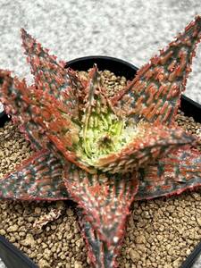 Aloe hybrid 18 アロエ ハイブリッド 実生 多肉植物 