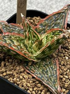 Aloe Hybrid 30 サボテン ハイブリッド　実生　多肉植物 