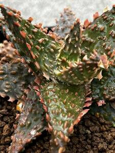 Aloe hybrid ⑧ アロエ ハイブリッド 実生 多肉植物 