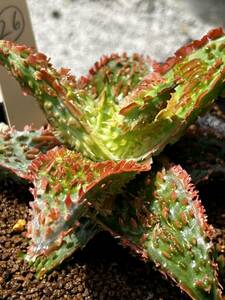 Aloe hybrid 26 アロエ ハイブリッド 実生 多肉植物 