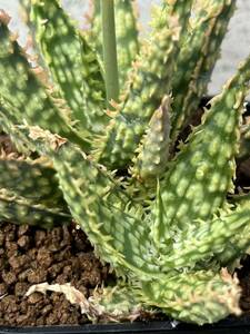 Aloe hybrid ① aloe hybrid real raw succulent plant 