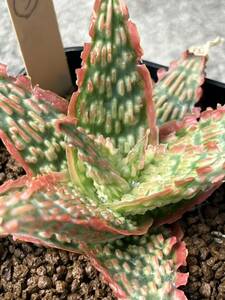 Aloe hybrid ③ アロエ ハイブリッド 実生 多肉植物 