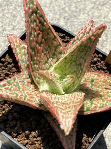 Aloe hybrid ⑨ aloe hybrid real raw succulent plant 