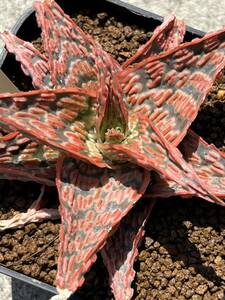 Aloe hybrid 13 アロエ ハイブリッド　実生　多肉植物 