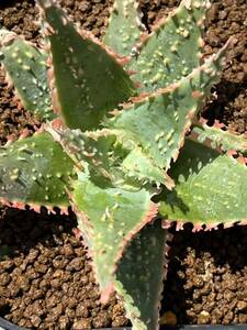 Aloe hybrid 14 aloe hybrid real raw succulent plant 