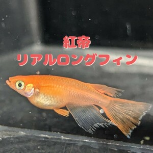 60個+α☆紅帝リアルロングフィン☆めだかの卵☆メダカの卵☆