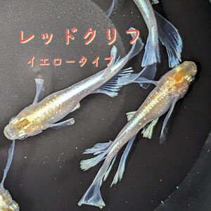 ☆40個+α☆レッドクリフ(イエロータイプ)☆めだかの卵☆メダカの卵☆