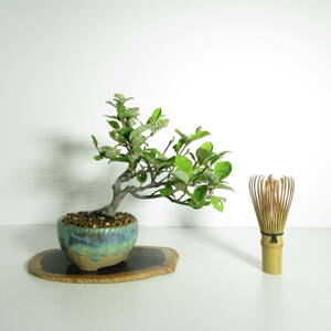[. tree * bonsai ][ summer gmi(..*... tree ) ]A-2/ bonsai shohin bonsai mini bonsai bonsai material leaf thing bonsai the truth thing bonsai 