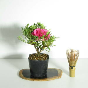 [. дерево * Rhododendron indicum ][ Satsuki ( satsuki )]/ бонсай shohin bonsai мини бонсай цветок предмет бонсай саженец бонсай материалы 