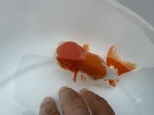 [ middle circle shop ] Uno group golgfish 3 -years old female ③