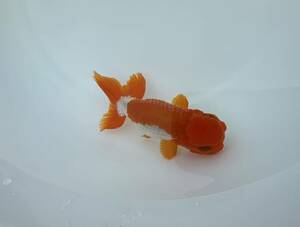 [ middle circle shop ] Uno group golgfish 3 -years old female ⑤