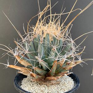 晃山　Leuchtenbergia principis レウクテンベルギア　プリンキピス　実生　大株