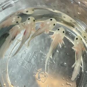 ウーパールーパー リューシ リューシスティック 5匹 ベビー 3cm