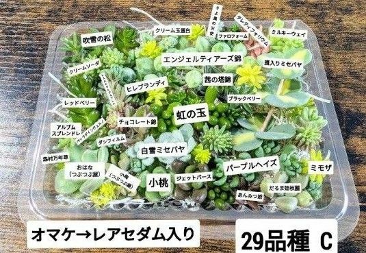 多肉植物 カット苗 詰め合わせセット C