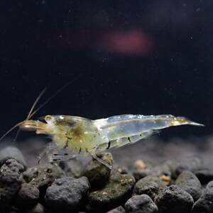 オープンセール!![ハイグレードトリオ]ゴールデンアイ白遺伝子・オス2匹+メス1匹/写真の個体になります/Y-shrimp