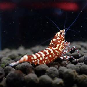  open sale!![ high grade 1 pair ] red Galaxy fish bo-n* female 1 pcs + male 1 pcs / in photograph individual becomes /Y-shrimp