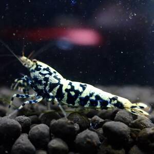  open sale!![ high grade 1 pair ] black Galaxy fish bo-n* female 1 pcs + male 1 pcs / in photograph individual becomes /Y-shrimp