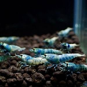  open sale!![ high grade 10 pcs ] turquoise shadow shrimp *. individual *5/11~ open * aquarium from Random select Y-shrimp