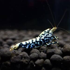 [ high grade . egg 1 pair ] black Galaxy fish bo-n* female . egg 1 pcs + male 1 pcs / in photograph individual becomes /Y-shrimp