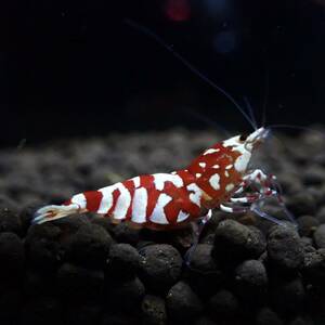 [ high grade . egg 1 pcs ] red fancy Tiger * female . egg 1 pcs / in photograph individual becomes /Y-shrimp