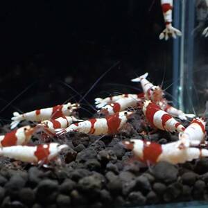 [ high grade 30 pcs ]. individual!!* Red Bee Shrimp 30 pcs * Mothra entering!!* aquarium from Random select *5/11~ open *Y-shrimp