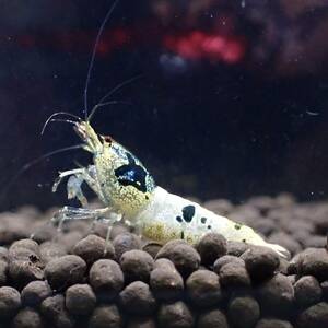 [ハイグレード抱卵1匹]ターコイズシャドーシュリンプ・メス抱卵1匹/写真の個体になります/Y-shrimp