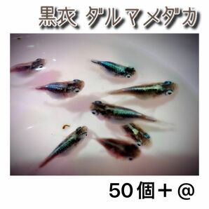 【ご購入翌日までに山口県から発送】黒衣ダルマ☆ダルマメダカ 卵 50個＋@☆