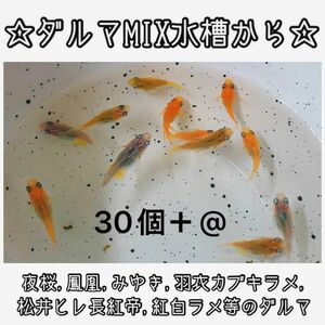 【ご購入翌日までに京都から発送】ダルマメダカmix水槽から★ 30個+@ 夜桜、鳳凰、黒衣、みゆき、紅白ラメ等のダルマ