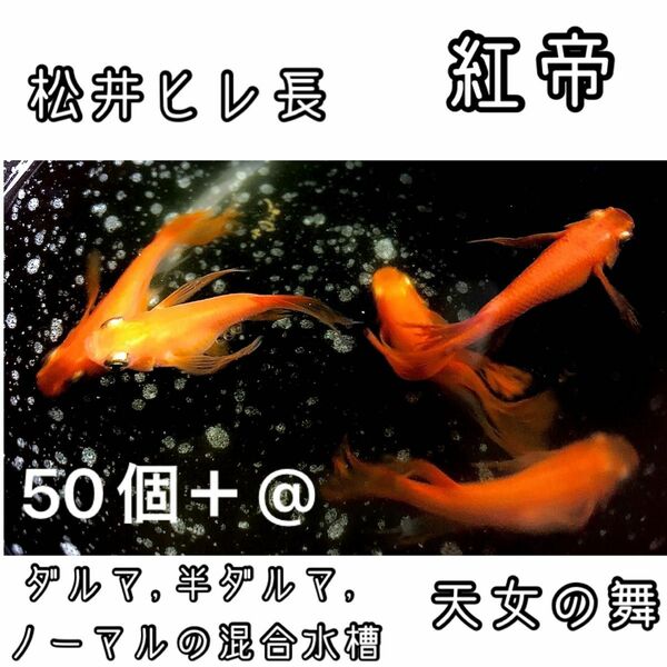 【ご購入翌日までに京都から発送】 紅帝★松井ヒレ長 半ダルマ ダルマ ノーマル メダカ 卵 50個＋@★天女の舞★