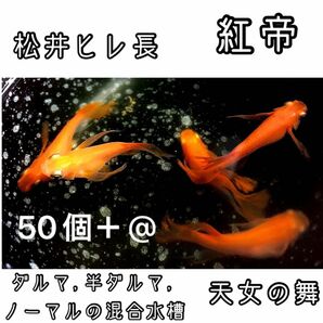 【ご購入翌日までに京都から発送】 紅帝★松井ヒレ長 半ダルマ ダルマ ノーマル メダカ 卵 50個＋@★天女の舞★