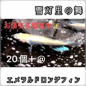 【ご購入翌日までに京都から発送】雪灯里の舞☆ メダカ 卵 20個＋@ ☆エメラルドロングフィン☆希少品種