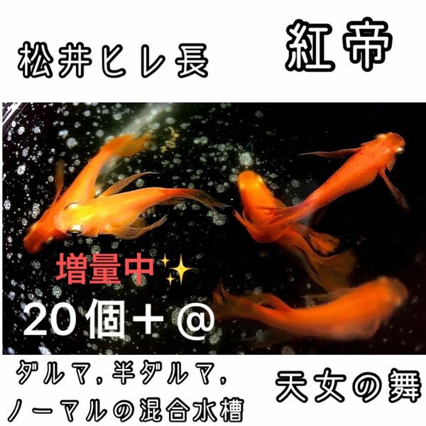 【ご購入翌日までに京都から発送】 紅帝★松井ヒレ長 半ダルマ ダルマ ノーマル メダカ 卵 20個＋@★天女の舞★