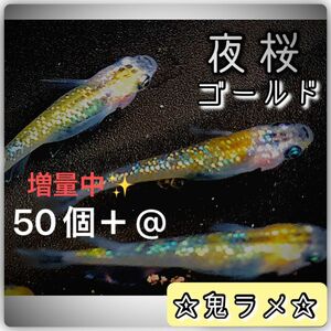 【ご購入翌日までに京都から発送】夜桜ゴールド 卵 50個＋@☆しっかり濃いラメ☆とても綺麗な鬼ラメの親メダカ☆