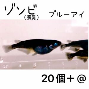 【ご購入翌日までに京都から発送】喪屍（ゾンビ）メダカの卵★20個＋@★強ブルーアイ 