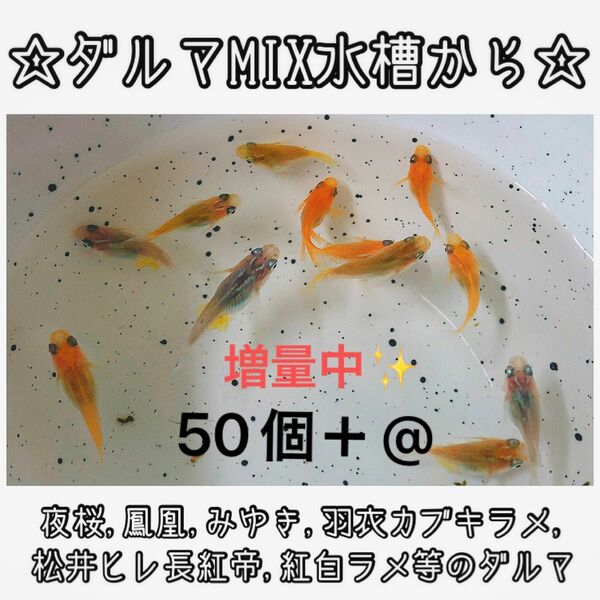 【ご購入翌日までに京都から発送】ダルマメダカmix水槽から★ 50個+@ 夜桜、鳳凰、黒衣、みゆき、紅白ラメ等のダルマ