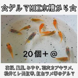 【ご購入翌日までに京都から発送】ダルマメダカmix水槽から★ 20個+@ 夜桜、鳳凰、黒衣、みゆき、紅白ラメ等のダルマ