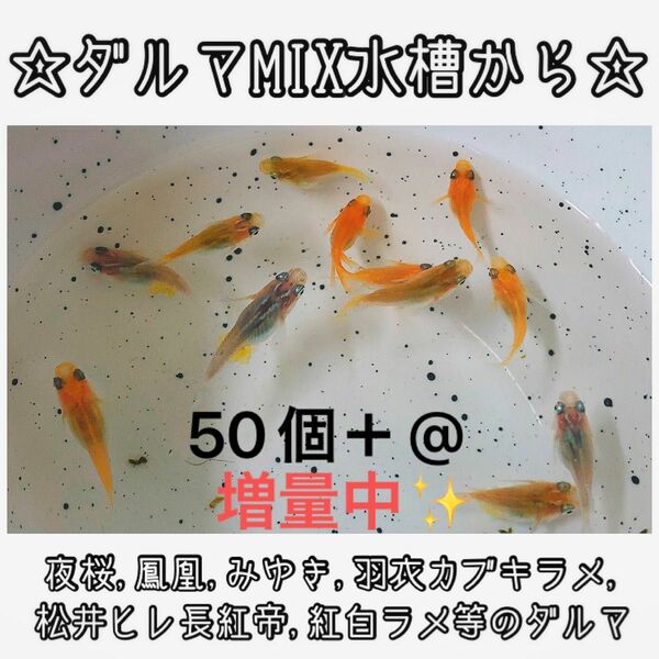 【ご購入翌日までに京都から発送】ダルマメダカmix水槽から★ 50個+@ 夜桜、鳳凰、黒衣、みゆき、紅白ラメ等のダルマ