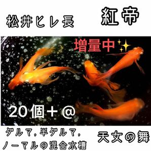 【ご購入翌日までに京都から発送】 紅帝★松井ヒレ長 半ダルマ ダルマ ノーマル メダカ 卵 20個＋@★天女の舞★