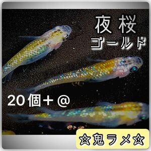 【ご購入翌日までに京都から発送】夜桜ゴールド 卵 20個＋@☆しっかり濃いラメ☆とても綺麗な鬼ラメの親メダカ☆