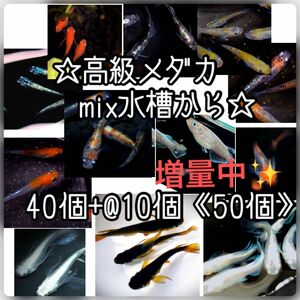 【ご購入翌日までに京都府から発送】高級メダカmix水槽からの卵★40個+@で50個★混泳水槽からになります★メダカの卵★