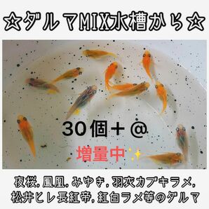 【ご購入翌日までに京都から発送】ダルマメダカmix水槽から★ 30個+@ 夜桜、鳳凰、黒衣、みゆき、紅白ラメ等のダルマ