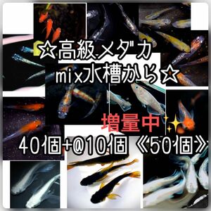 【ご購入翌日までに京都府から発送】高級メダカmix水槽からの卵★40個+@で50個★混泳水槽からになります★メダカの卵★