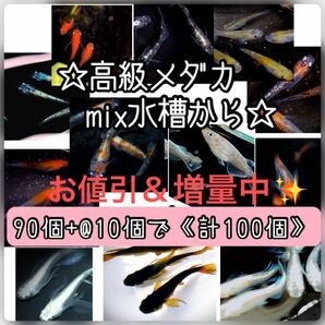 【ご購入翌日までに京都府から発送】高級メダカmix水槽からの卵★90個+@で100個★混泳水槽からになります★メダカの卵★