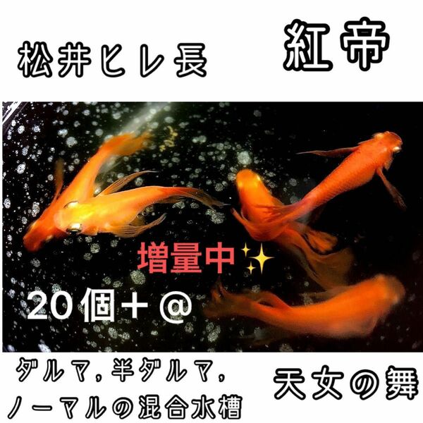 【ご購入翌日までに京都から発送】 紅帝★松井ヒレ長 半ダルマ ダルマ ノーマル メダカ 卵 20個＋@★天女の舞★