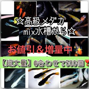 【ご購入翌日までに京都府から発送】高級メダカmix水槽からの卵★450個+@で500個★混泳水槽からになります★メダカの卵★