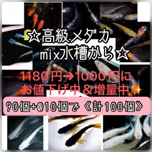 【ご購入翌日までに京都府から発送】高級メダカmix水槽からの卵★90個+@で100個★混泳水槽からになります★メダカの卵★