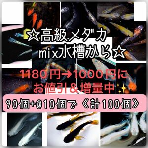 【ご購入翌日までに京都府から発送】高級メダカmix水槽からの卵★90個+@で100個★混泳水槽からになります★メダカの卵★