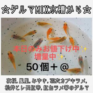 【ご購入翌日までに京都から発送】ダルマメダカmix水槽から★ 50個+@ 夜桜、鳳凰、黒衣、みゆき、紅白ラメ等のダルマ